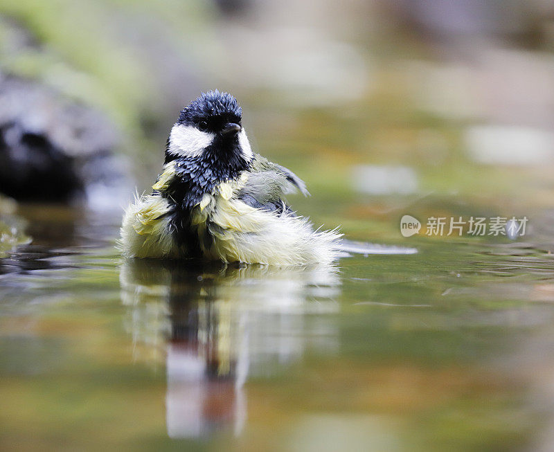 大山雀(Parus major)洗澡